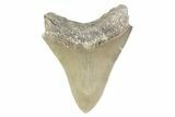 Serrated, Fossil Megalodon Tooth - North Carolina #373163-1